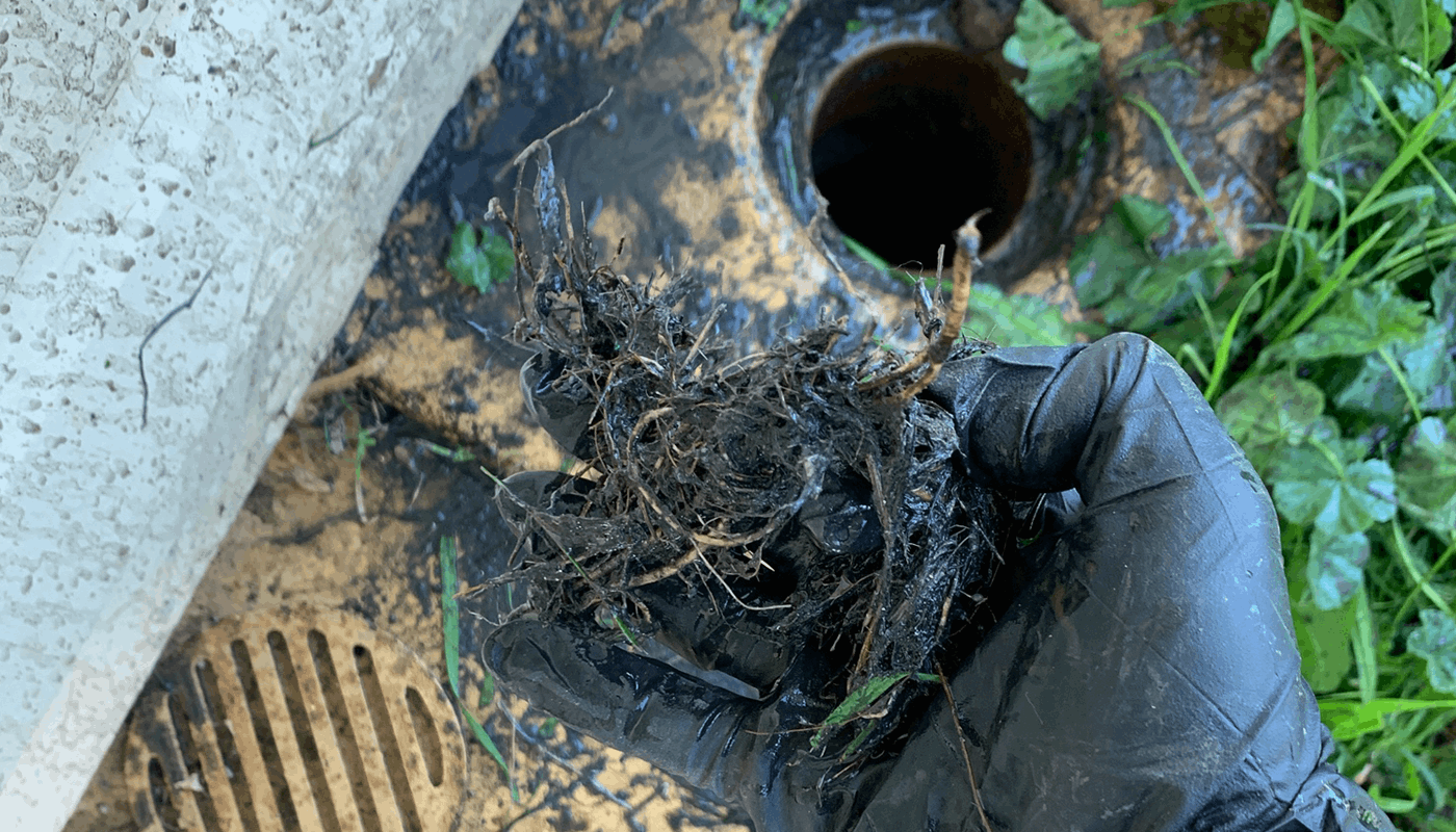Tree Root Removal Sydney - Blocked Drains Sydney